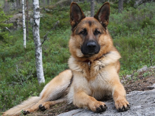 Top 10 protingiausių šunų veislių: Vokiečių aviganis