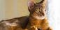 Abisinijos katė: charakteris, sulaikymo sąlygos ir ne tik