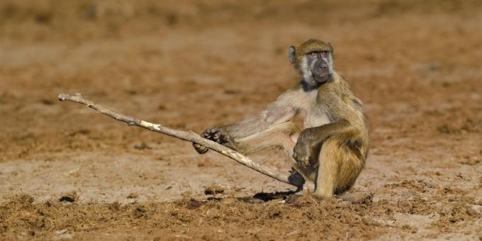 Patys juokingi nuotraukos Gyvūnai - beždžionė su lazda