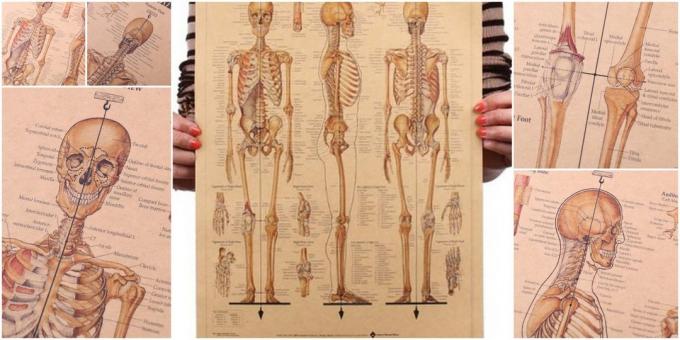 Plakatas "skeletas žmogus"