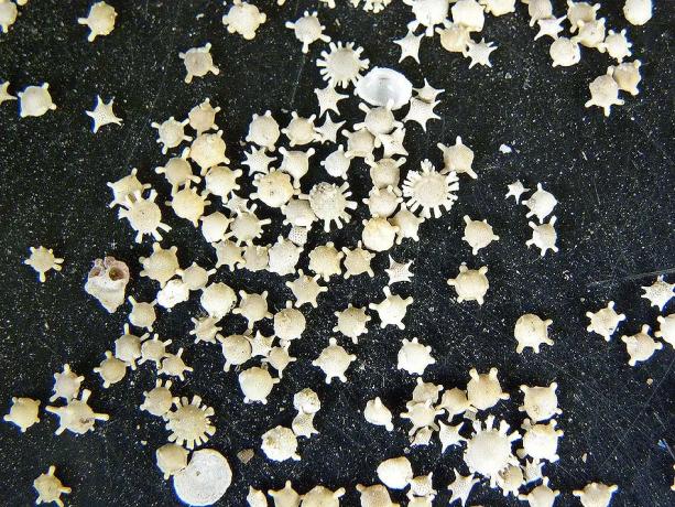 Zodiako smėlio paplūdimys (Hoshizuna-ne-HAMA) - Iriomote sala, Japonija geriausi paplūdimiai