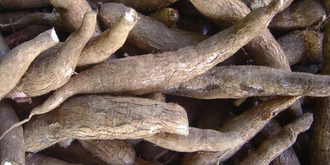 Kenksmingi produktai: maniokas