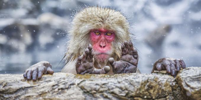 Patys juokingi nuotraukos Gyvūnai - Beždžionė