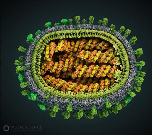 Modelis gripo viruso