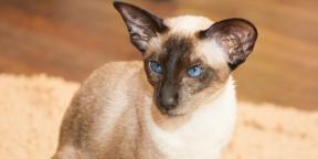 Siamo katė: veislės aprašymas, pobūdis ir priežiūra