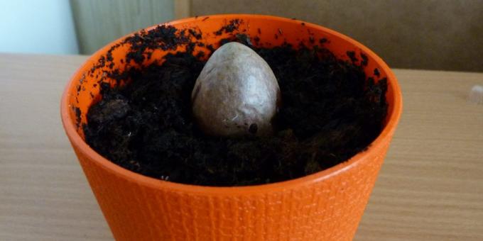 Kaip auginti avokado iš akmens: akmenį į puodą