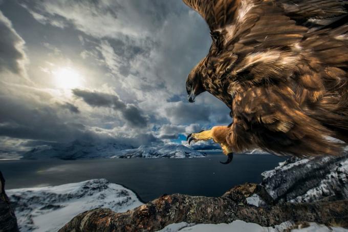 20 geriausių nuotraukų pobūdžio 2019 pagal Nature Photographer of the Year