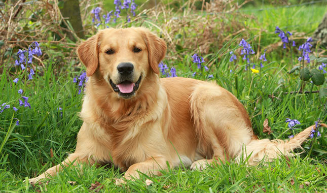 Top 10 protingiausių šunų veislių: Auksaspalvis retriveris