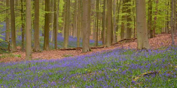 Kur eiti Europoje: Les Hallerbos, Belgijoje