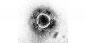 Kiek ilgai išliks imunitetas naujam koronavirusui?