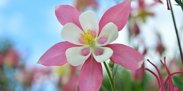 Daugiamečiai augalai, žydintys visą vasarą: Aquilegia