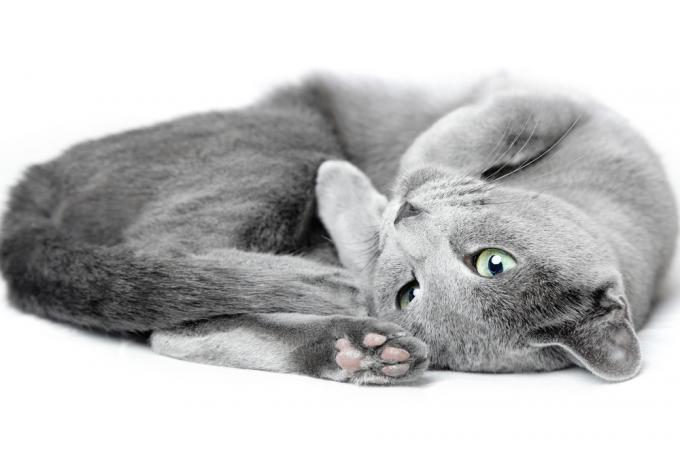 Rusijos Mėlyna katė