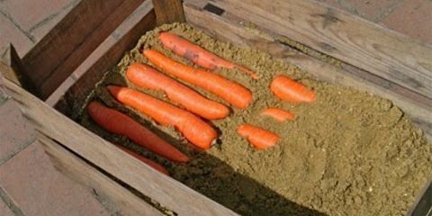 Kaip laikyti morkas dėžės: Pakaitinis sluoksnius iki morkų pabaigoje