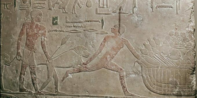 Senovės Egipto faktai: egiptiečiai vietoj šunų naudojo babuinus