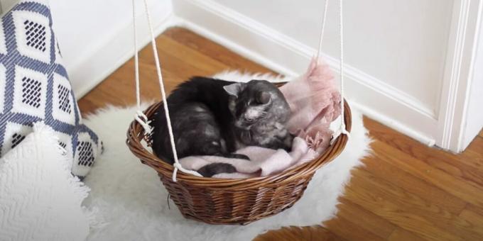 Kaip padaryti katės hamako lovą iš krepšelio