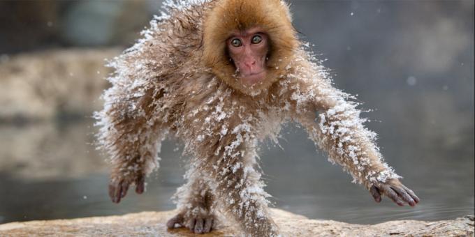 Funniest gyvūnų nuotraukos - šaldyta beždžionė