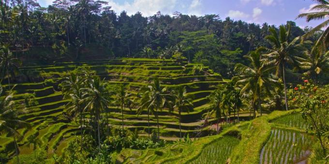 Azijos teritorija sąmoningai traukia turistus: ryžių terasos Tegallalang, Indonezija