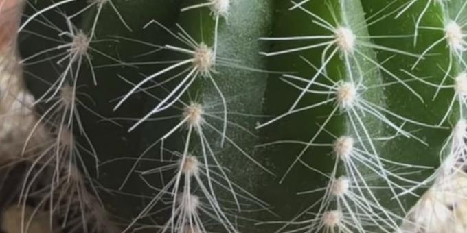 Kaip rūpintis kaktusas: voras erkių