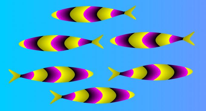Optinė iliuzija: žuvis