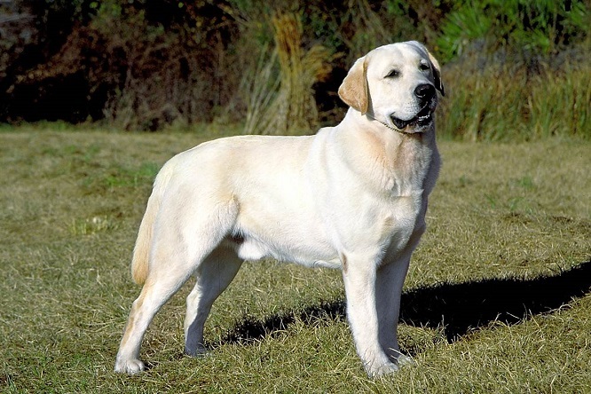 Top 10 protingiausių šunų veislių: Labradoro retriveris