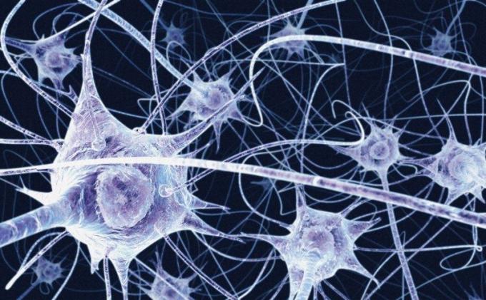 Nervų ląstelės neturi atsinaujinti