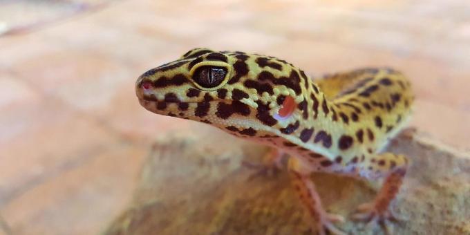 leopardas gecko