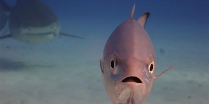 Patys juokingi nuotraukos Gyvūnai - žuvies