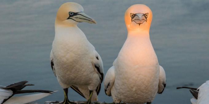 Patys juokingi nuotraukos Gyvūnai - paukštis su šviesos galvos