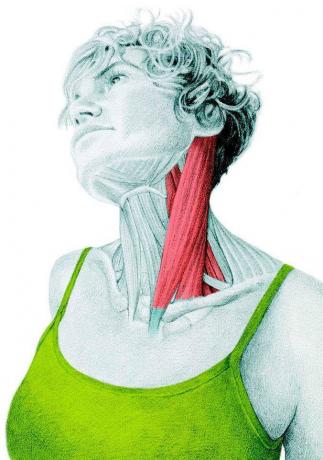Anatomija tempiant: tempimo šalutinis lenkiamieji kaklo