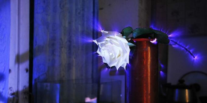 Kas yra bioenergetika: vainiko išmetimas aplink rožę (Kirliano efektas)