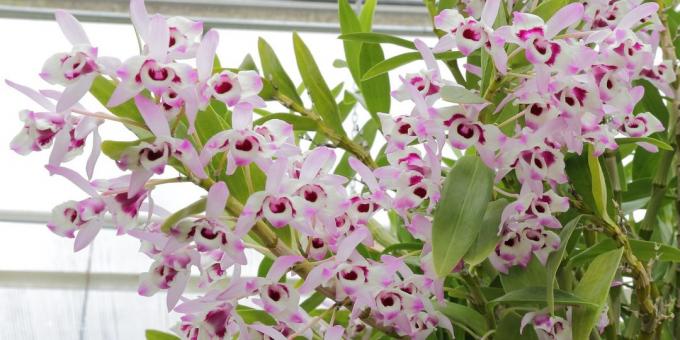 Kaip rūpintis orchidėjos Dendrobium