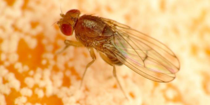 Kaip atsikratyti uodų iš kambario spalvų: Drosophila