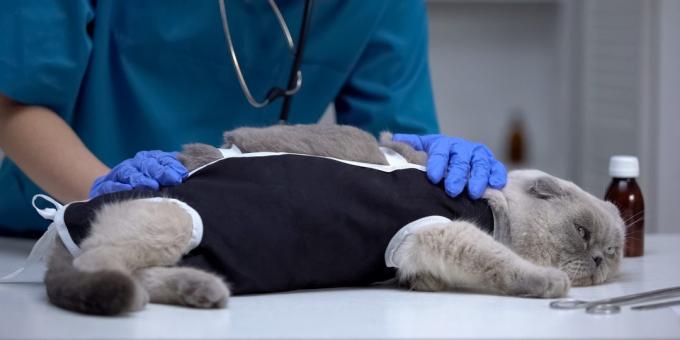 Rūpinimasis katės po sterilizacijos