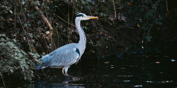 Išgyvenimas laukinėje gamtoje: neskubėkite paukščių ieškoti vandens
