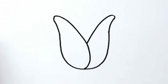 Kaip nupiešti tulpę: nupieškite tinkamą žiedlapį
