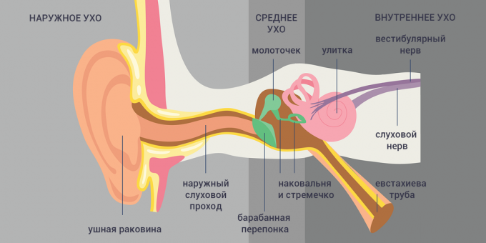 Tubo-otitas: ausies struktūra 