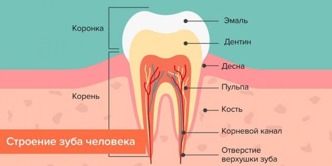 Kur ėduonies, struktūra žmogaus dantis