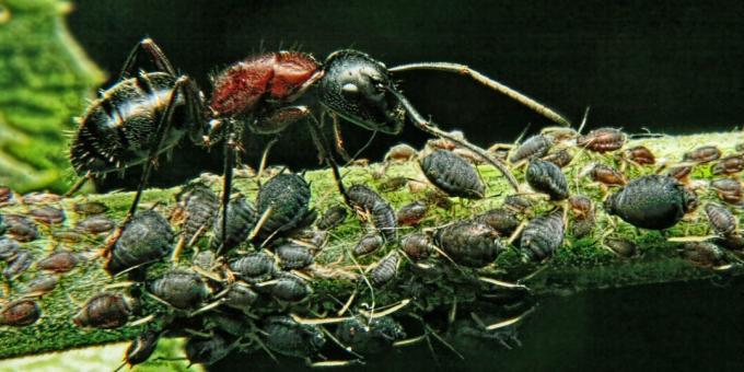 Klaidinga nuomonė ir įdomūs faktai apie gyvūnus: galingiausia būtybė pasaulyje yra skruzdė