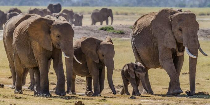 Klaidinga nuomonė ir faktai apie gyvūnus: seni drambliai turi ypatingą vietą mirti