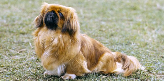 veisti šunis bute: Pekinas