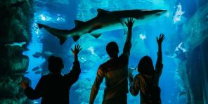 5 priežastys aplankyti akvariumą