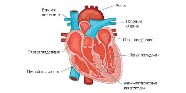 Širdies anatomija