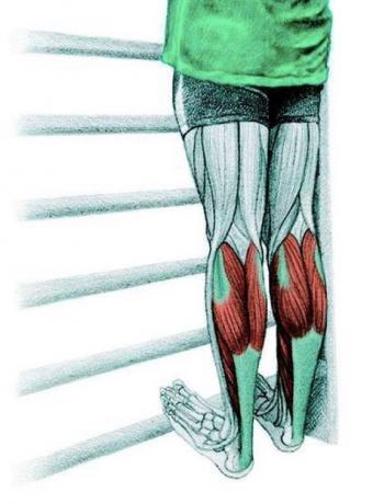 Anatomija tempiant: tempimas blauzdos raumenų
