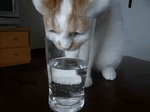 Kačių geriamojo vandens