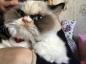 „Grumpy Cat 2.0“: naujoji niūri katė užkariauja internetą
