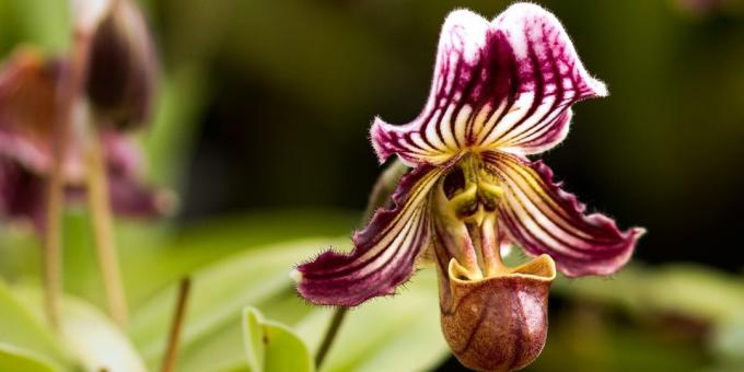 Kaip rūpintis orchidėjos Pafiopedilum
