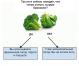 Kaip kovoti su persivalgymo: brokoliai testas