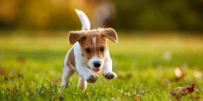 Kaip pasikeis jūsų gyvenimas su šuniuku: 7 pagrindinės pradedančiųjų šunų augintojų baimės