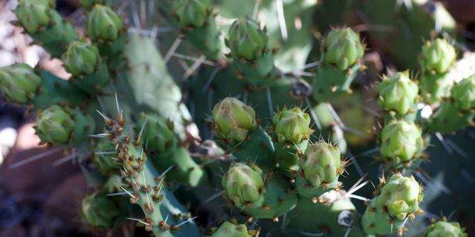 Kaip rūpintis kaktusas: kaktusas pumpurai pašalintas