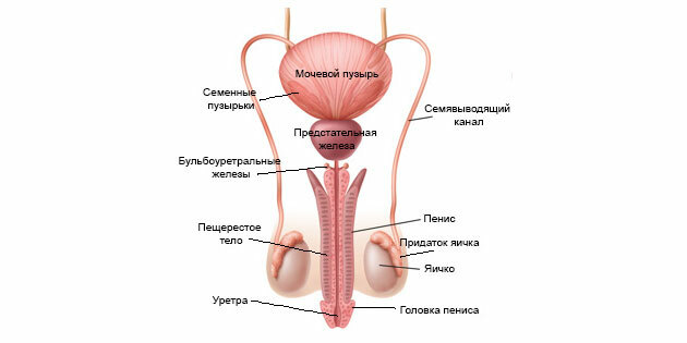 Ejakuliacija: vyro reprodukcinės sistemos struktūra